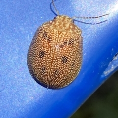 Paropsis atomaria (Eucalyptus leaf beetle) at Belconnen, ACT - 17 Oct 2023 by SteveBorkowskis