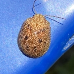 Paropsis atomaria at Belconnen, ACT - 17 Oct 2023