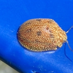 Paropsis atomaria at Belconnen, ACT - 17 Oct 2023