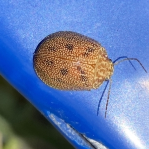 Paropsis atomaria at Belconnen, ACT - 17 Oct 2023