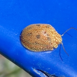 Paropsis atomaria at Belconnen, ACT - 17 Oct 2023