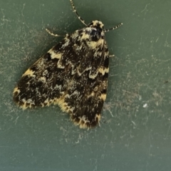 Halone coryphoea (Eastern Halone moth) at Belconnen, ACT - 17 Oct 2023 by SteveBorkowskis