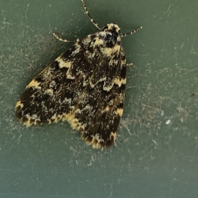 Halone coryphoea (Eastern Halone moth) at Lower Molonglo - 17 Oct 2023 by SteveBorkowskis