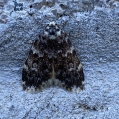 Halone coryphoea (Eastern Halone moth) at Mitchell, ACT - 16 Oct 2023 by SteveBorkowskis