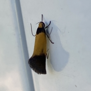 Echinocosma catachrysa at Belconnen, ACT - 17 Oct 2023