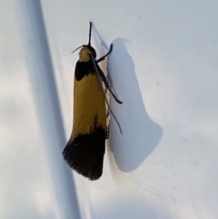 Echinocosma catachrysa at Belconnen, ACT - 17 Oct 2023