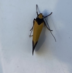 Echinocosma catachrysa at Belconnen, ACT - 17 Oct 2023