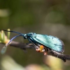 Pollanisus (genus) (A Forester Moth) at Black Mountain - 17 Oct 2023 by Roger