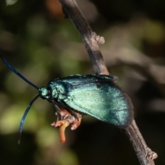 Pollanisus (genus) at Canberra Central, ACT - 17 Oct 2023