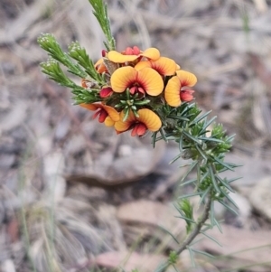 Dillwynia sericea at Belconnen, ACT - 15 Oct 2023