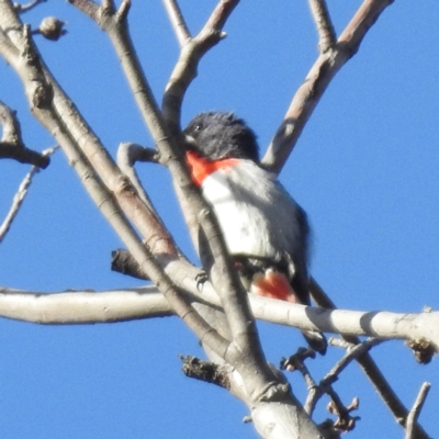 Dicaeum hirundinaceum (Mistletoebird) at Lions Youth Haven - Westwood Farm A.C.T. - 17 Oct 2023 by HelenCross