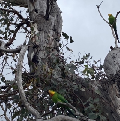 Polytelis swainsonii (Superb Parrot) at Hughes Grassy Woodland - 15 Oct 2023 by KL