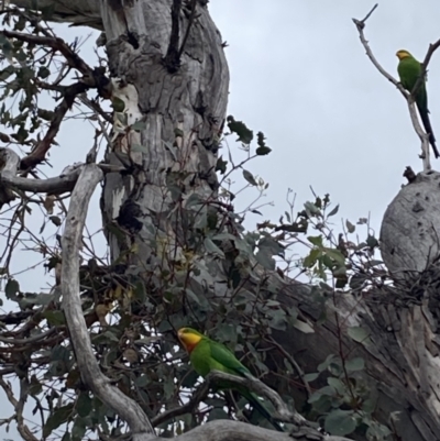 Polytelis swainsonii (Superb Parrot) at GG38 - 15 Oct 2023 by KL