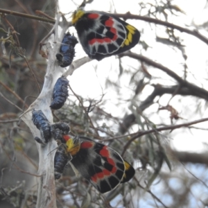 Delias harpalyce at Acton, ACT - 17 Oct 2023 12:43 PM