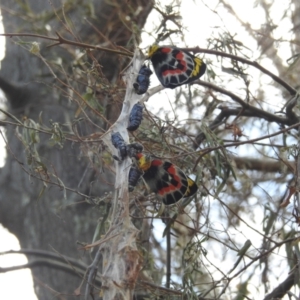 Delias harpalyce at Acton, ACT - 17 Oct 2023 12:43 PM