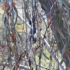 Delias harpalyce at Acton, ACT - 17 Oct 2023 12:43 PM