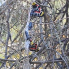 Delias harpalyce at Acton, ACT - 17 Oct 2023 12:43 PM