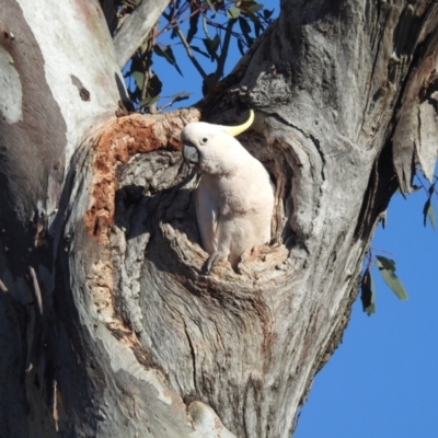 Cacatua galerita (Sulphur-crested Cockatoo) at Lions Youth Haven - Westwood Farm A.C.T. - 17 Oct 2023 by HelenCross