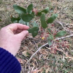 Daviesia latifolia (Hop Bitter-Pea) at Wingello Public School - 17 Oct 2023 by Baronia