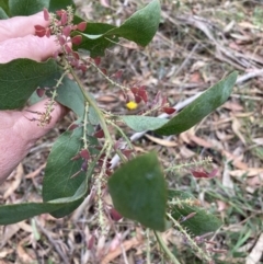 Daviesia latifolia at Wingello, NSW - 17 Oct 2023