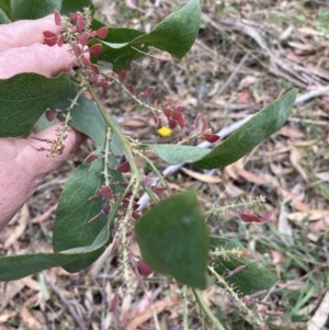 Daviesia latifolia at Wingello, NSW - 17 Oct 2023