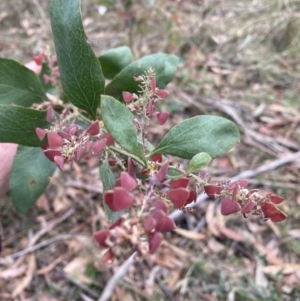 Daviesia latifolia at Wingello, NSW - 17 Oct 2023