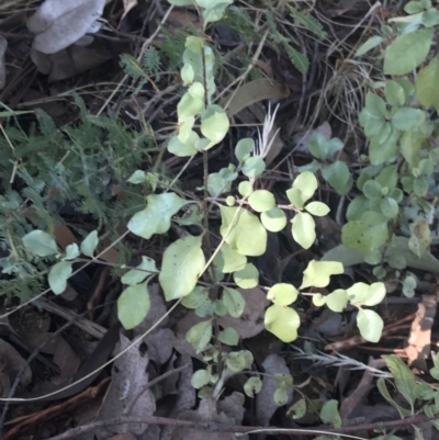 Pittosporum tenuifolium (Kohuhu) at Lawson, ACT - 30 Sep 2023 by rainer