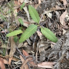 Lomatia ilicifolia (Holly Lomatia) at Wingello Public School - 17 Oct 2023 by Baronia