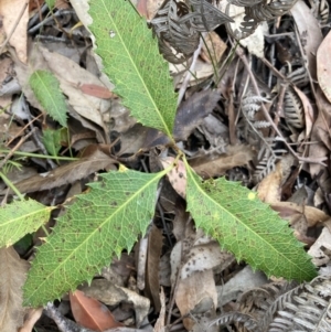 Lomatia ilicifolia at Wingello, NSW - 17 Oct 2023