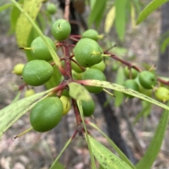 Persoonia levis (Broad-leaved Geebung) at Wingello Public School - 17 Oct 2023 by Baronia