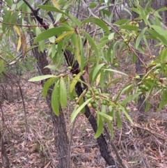 Persoonia levis at Wingello, NSW - 17 Oct 2023