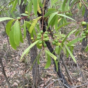 Persoonia levis at Wingello, NSW - suppressed