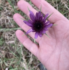 Tragopogon porrifolius subsp. porrifolius (Salsify, Oyster Plant) at Wingecarribee Local Government Area - 17 Oct 2023 by Baronia