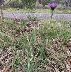 Tragopogon porrifolius subsp. porrifolius at Bundanoon, NSW - 17 Oct 2023