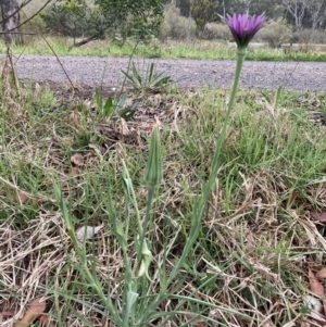 Tragopogon porrifolius subsp. porrifolius at Bundanoon, NSW - 17 Oct 2023