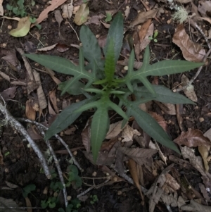 Solanum aviculare at Upper Kangaroo Valley, NSW - 12 Sep 2023