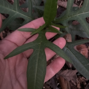 Solanum aviculare at Upper Kangaroo Valley, NSW - 12 Sep 2023