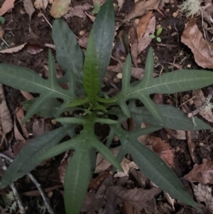 Solanum aviculare at Upper Kangaroo Valley, NSW - 12 Sep 2023