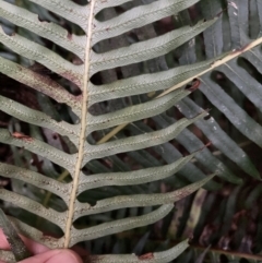 Blechnum nudum (Fishbone Water Fern) at Upper Kangaroo Valley - 12 Sep 2023 by Baronia