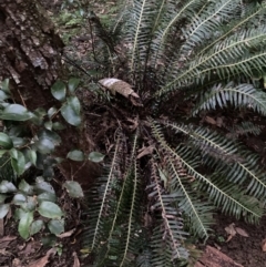 Blechnum nudum at Upper Kangaroo Valley, NSW - 12 Sep 2023