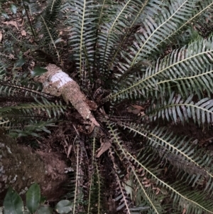 Blechnum nudum at Upper Kangaroo Valley, NSW - 12 Sep 2023