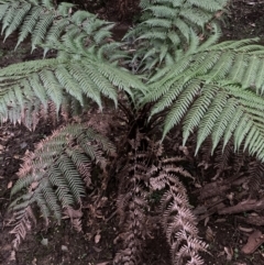 Dicksonia antarctica (Soft Treefern) at Upper Kangaroo Valley, NSW - 12 Sep 2023 by Baronia