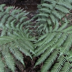 Dicksonia antarctica at Upper Kangaroo Valley, NSW - 12 Sep 2023