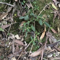 Callicoma serratifolia at Upper Kangaroo Valley, NSW - 12 Sep 2023 by Baronia