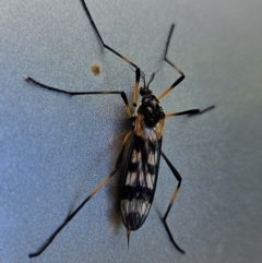 Gynoplistia (Gynoplistia) bella (A crane fly) at Braidwood, NSW - 17 Oct 2023 by MatthewFrawley