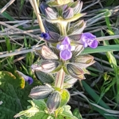 Salvia verbenaca var. verbenaca (Wild Sage) at Isaacs Ridge and Nearby - 17 Oct 2023 by Mike