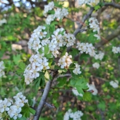 Crataegus monogyna (Hawthorn) at Isaacs Ridge and Nearby - 17 Oct 2023 by Mike