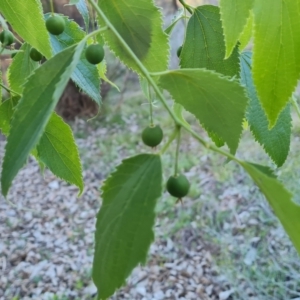 Celtis australis at Jerrabomberra, ACT - 17 Oct 2023