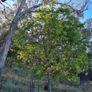 Celtis australis at Jerrabomberra, ACT - 17 Oct 2023 05:17 PM