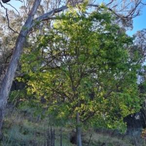 Celtis australis at Jerrabomberra, ACT - 17 Oct 2023
